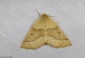 Attēlu rezultāti vaicājumam “Crocallis elinguaria imago”