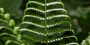 Attēlu rezultāti vaicājumam “Pteropsida”