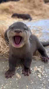 Image result for Otters Old Time Dance Club