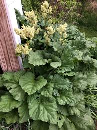 Attēlu rezultāti vaicājumam “Rheum rhabarbarum flower”