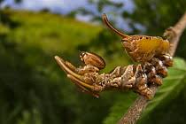 Attēlu rezultāti vaicājumam “Stauropus fagi larva”