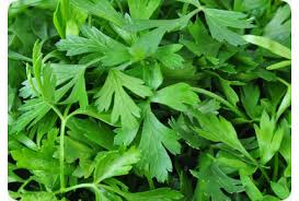 Image result for Kerbel