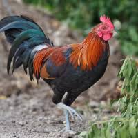 Attēlu rezultāti vaicājumam “Gallus”