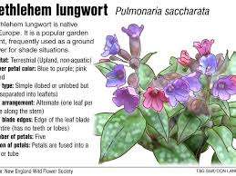 Attēlu rezultāti vaicājumam “Pulmonaria saccharata”