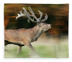 Attēlu rezultāti vaicājumam “Cervus elaphus”