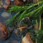 Attēlu rezultāti vaicājumam “Najas major leaf”