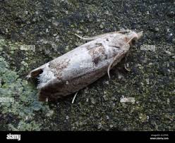 Attēlu rezultāti vaicājumam “Epinotia ramella”