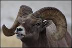 National Bighorn Sheep Interpretive Center - Our Home in Dubois ...