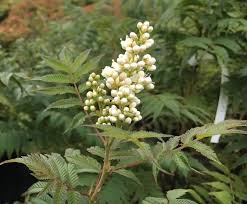 Attēlu rezultāti vaicājumam “Sorbaria sorbifolia”