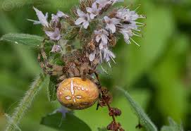 Attēlu rezultāti vaicājumam “Araneus quadratus”