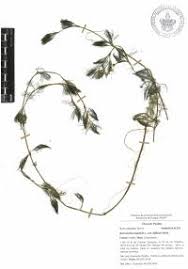 Attēlu rezultāti vaicājumam “Batrachium circinatum leaf”