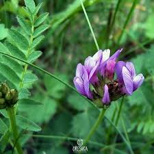 Attēlu rezultāti vaicājumam “Astragalus danicus leaf”