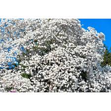 Attēlu rezultāti vaicājumam “Magnolia kobus flower”
