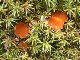 Attēlu rezultāti vaicājumam “Octospora humosa”