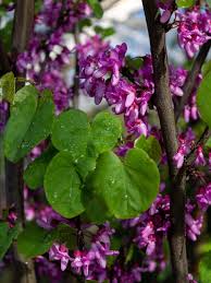 Attēlu rezultāti vaicājumam “Cercis siliquastrum”