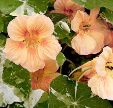 Image result for Tropaeolum minus