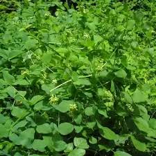 Attēlu rezultāti vaicājumam “Vicia pisiformis”