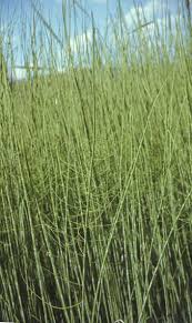 Attēlu rezultāti vaicājumam “Equisetum fluviatile”