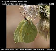 Attēlu rezultāti vaicājumam “Gonepteryx rhamni male”