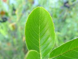 Attēlu rezultāti vaicājumam “Aronia melanocarpa leaf”