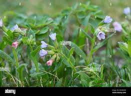 Attēlu rezultāti vaicājumam “Pulmonaria obscura flower”