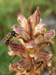 Attēlu rezultāti vaicājumam “Orobanche reticulata”