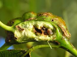 Attēlu rezultāti vaicājumam “Rabdophaga salicis”