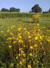 Image result for Coreopsis