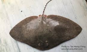 Image result for Gymnura micrura