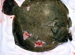 Image result for Scophthalmus maximus