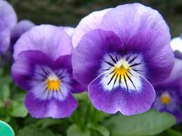 Attēlu rezultāti vaicājumam “Viola tricolor”