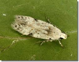 Attēlu rezultāti vaicājumam “Carpatolechia alburnella”