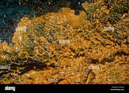 Attēlu rezultāti vaicājumam “Physarum virescens young”