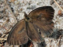 Attēlu rezultāti vaicājumam “Hyponephele lycaon female”