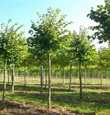 Attēlu rezultāti vaicājumam “Tilia x vulgaris”