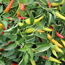 Afbeeldingsresultaat voor thai yellow hot pepper