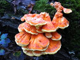 Attēlu rezultāti vaicājumam “Laetiporus sulphureus”