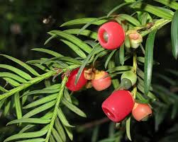 Attēlu rezultāti vaicājumam “Taxus baccata female flower”