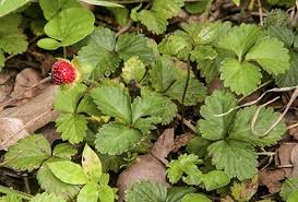 Attēlu rezultāti vaicājumam “Potentilla erecta fruit”