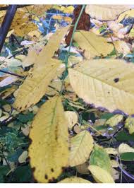 Attēlu rezultāti vaicājumam “Cladrastis kentukea”