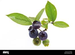 Attēlu rezultāti vaicājumam “Vaccinium myrtillus leaf”
