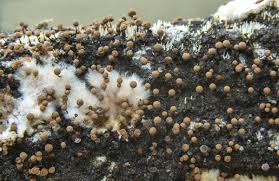 Attēlu rezultāti vaicājumam “Comatricha elegans”