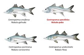 Image result for Centropomus parallelus