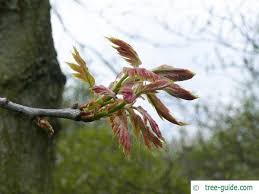 Attēlu rezultāti vaicājumam “Quercus rubra flower”