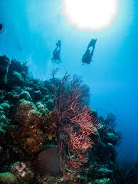 Image result for Luton British Sub Aqua Club