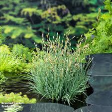 Attēlu rezultāti vaicājumam “Carex panicea”