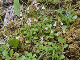 Attēlu rezultāti vaicājumam “Linnaea borealis leaf”