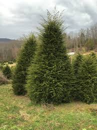 Attēlu rezultāti vaicājumam “Tsuga canadensis”