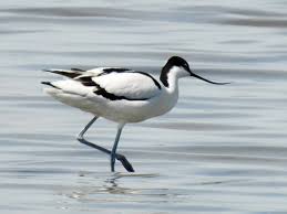 Attēlu rezultāti vaicājumam “Recurvirostra avosetta”