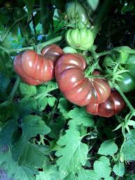 Afbeeldingsresultaat voor purple calabash tomato
